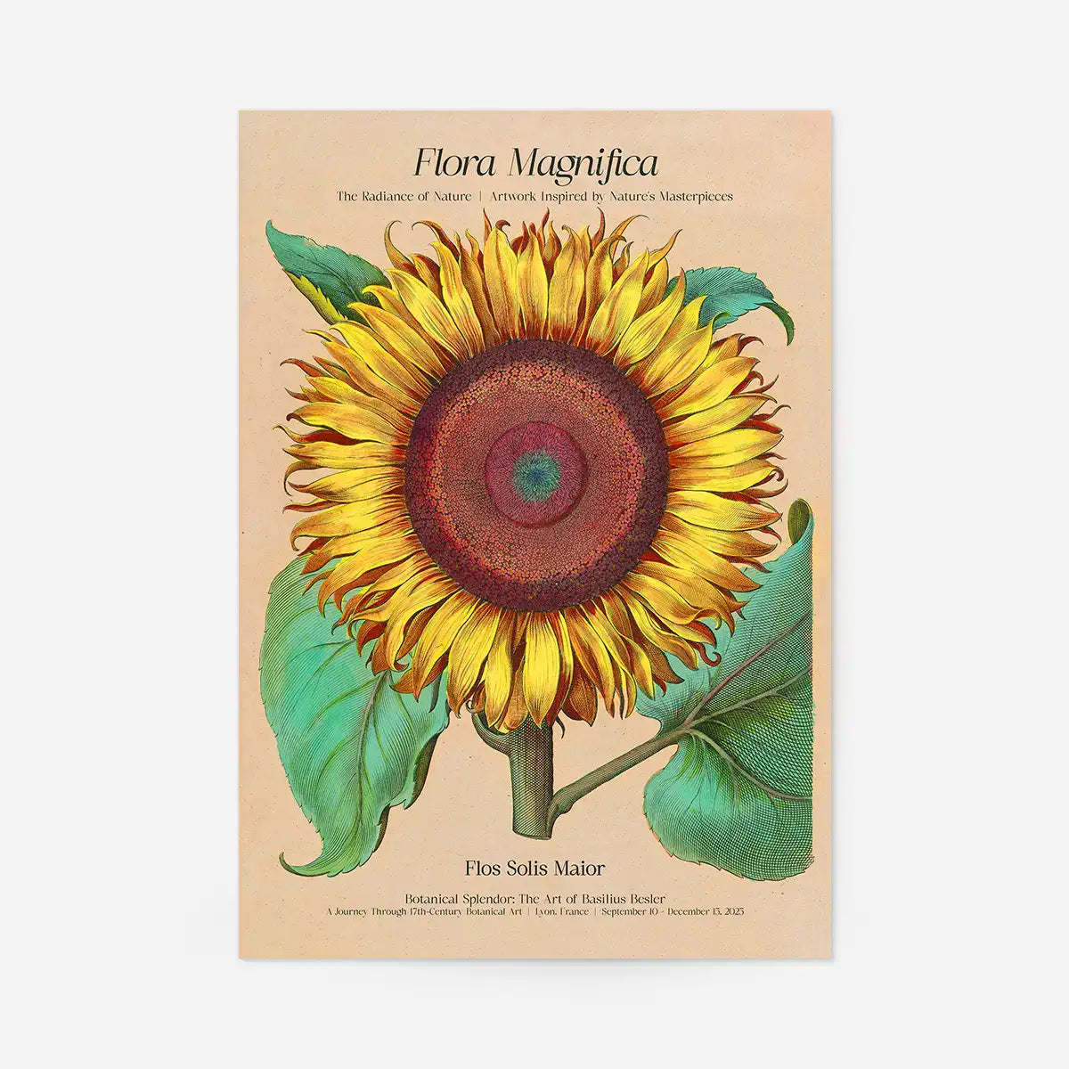 Flora Magnifica Sunflower Poster Print