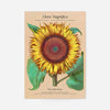 Flora Magnifica Sunflower Poster Print