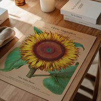 Flora Magnifica Sunflower Poster Print