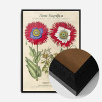 Flora Magnifica Poppy Poster Print
