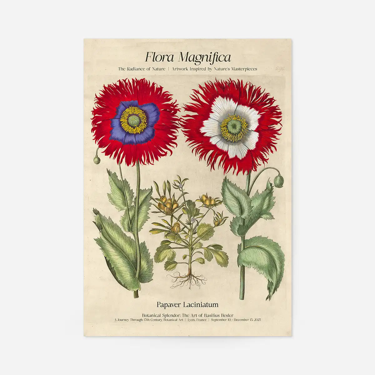 Flora Magnifica Poppy Poster Print