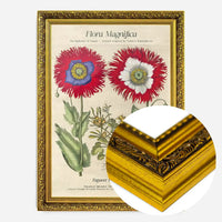 Flora Magnifica Poppy Poster Print
