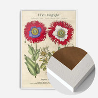 Flora Magnifica Poppy Poster Print
