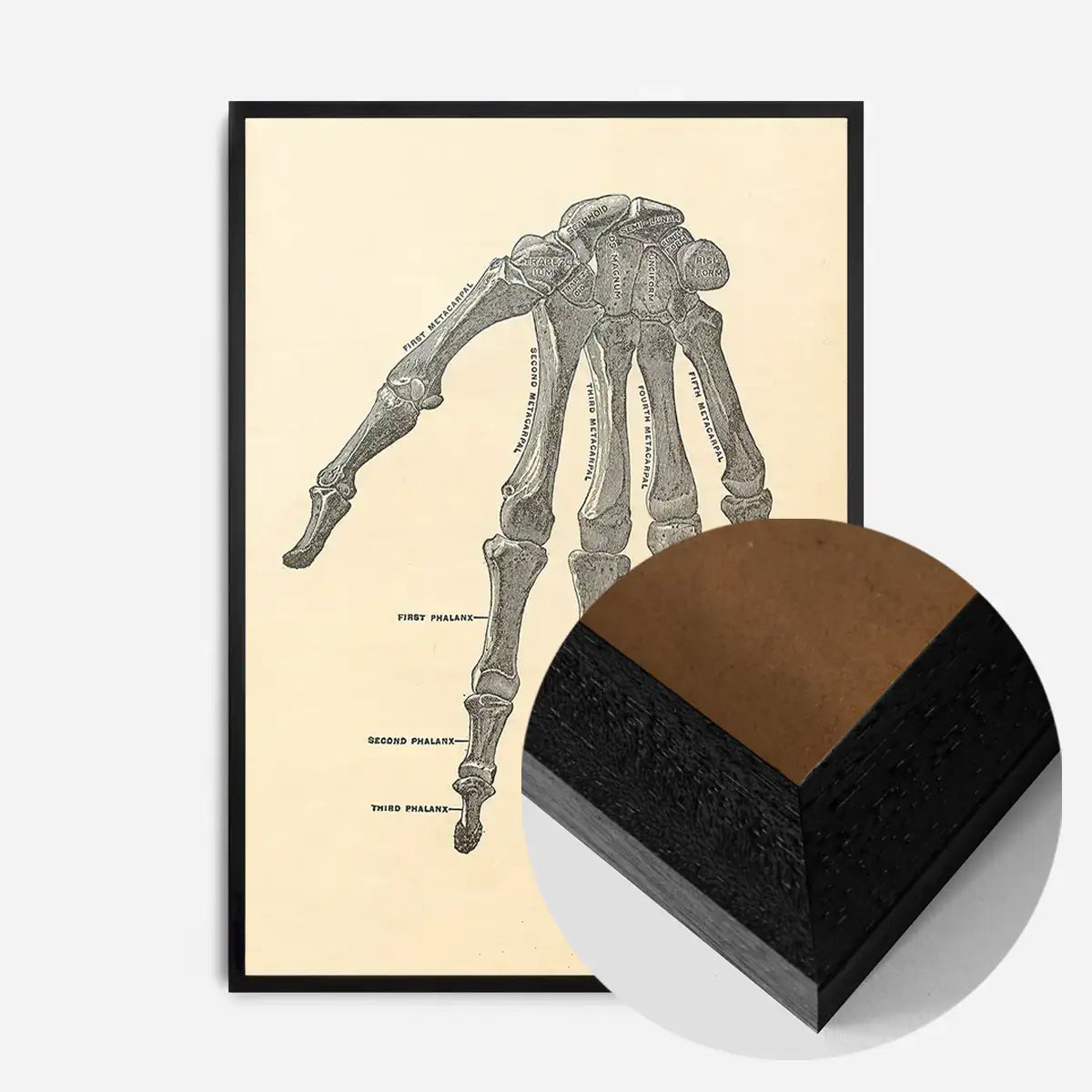 Vintage Medical Skeleton Hand Illustration Print