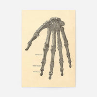 Vintage Medical Skeleton Hand Illustration Print