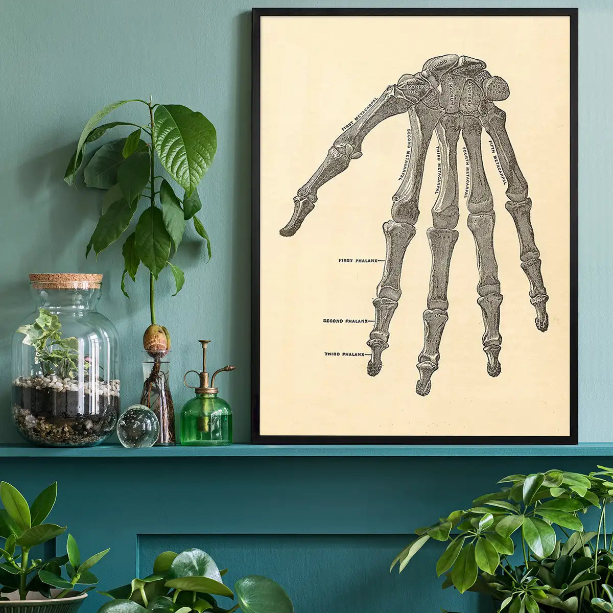 Vintage Medical Skeleton Hand Illustration Print