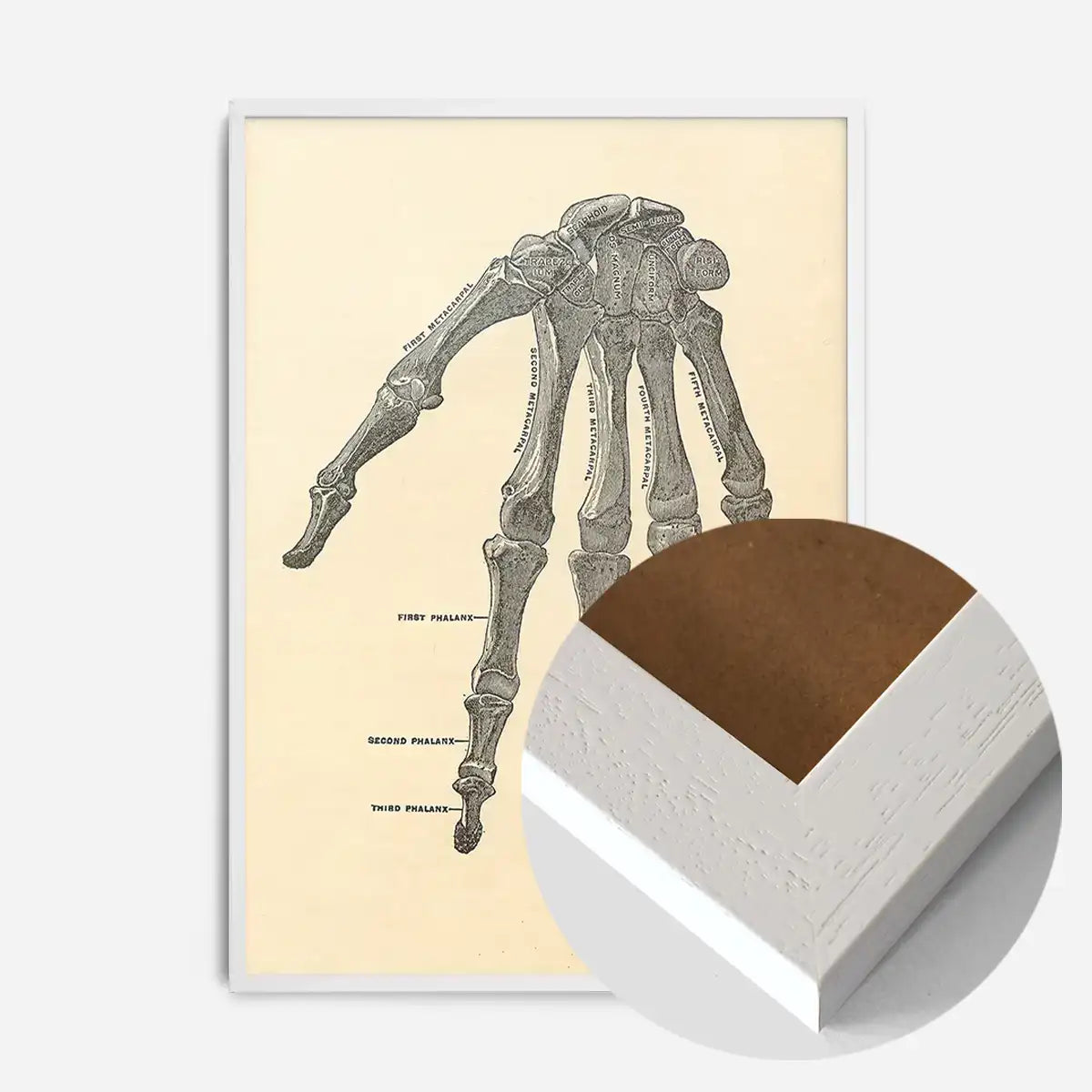 Vintage Medical Skeleton Hand Illustration Print