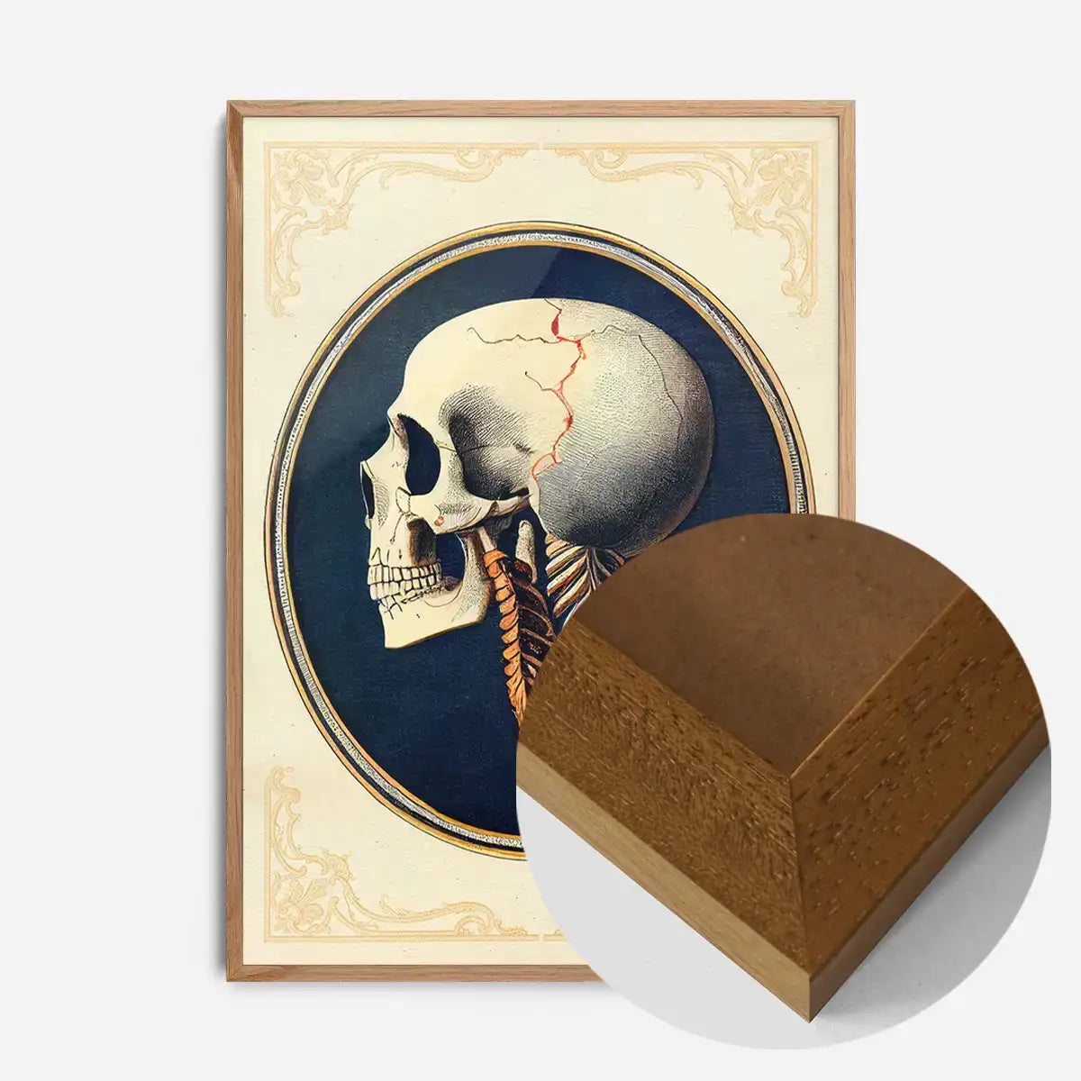 Vintage Skull Medical Diagram Side View Print