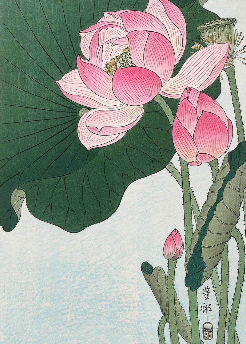 Blooming Lotus Flowers by Ohara Koson 50x70cm Matte Clearance Print