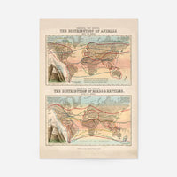 Zoological map of the distribution of animals art print