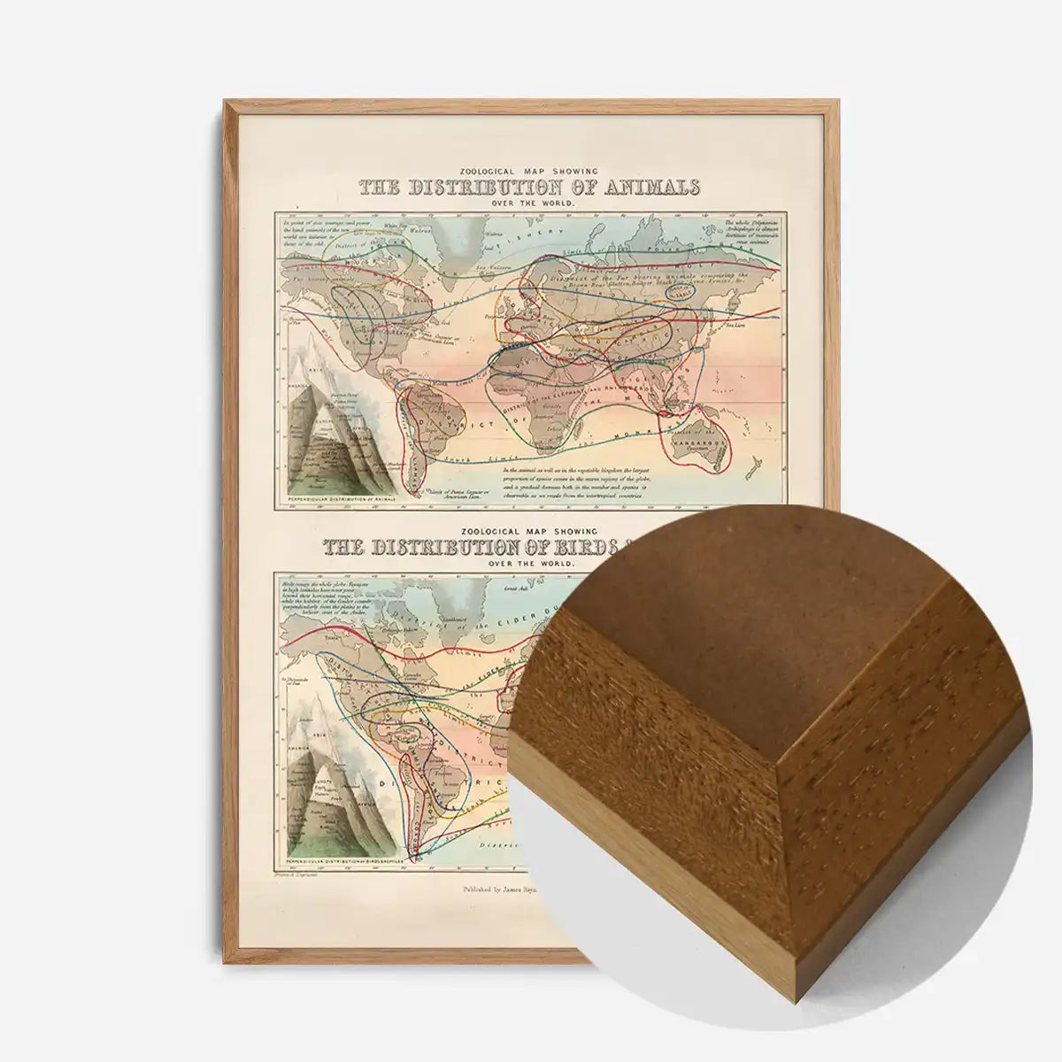 Zoological map of the distribution of animals art print