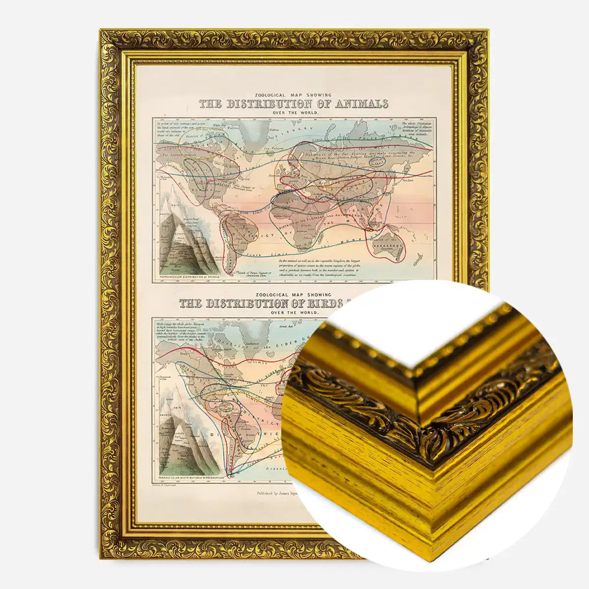 Zoological map of the distribution of animals art print
