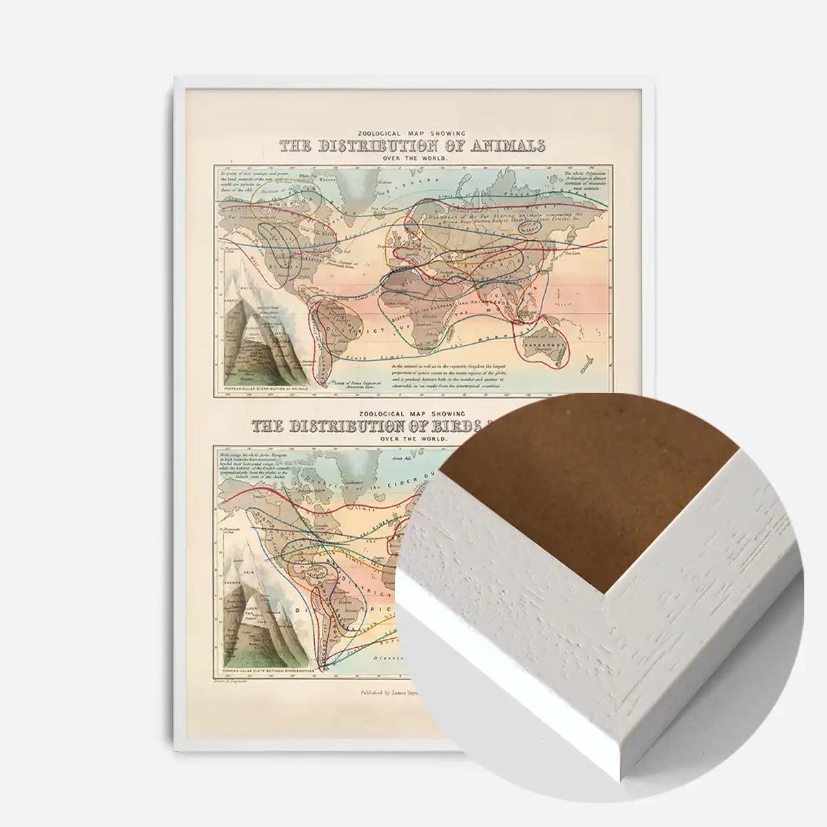 Zoological map of the distribution of animals art print