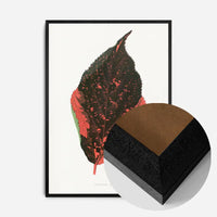 Acalypha Tricolor leaf illustration botanical print