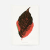 Acalypha Tricolor leaf illustration botanical print