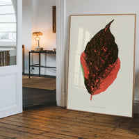 Acalypha Tricolor leaf illustration botanical print
