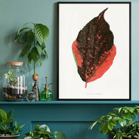 Acalypha Tricolor leaf illustration botanical print