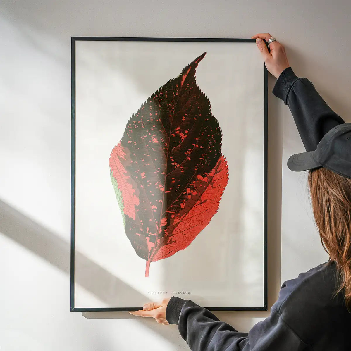 Acalypha Tricolor leaf illustration botanical print
