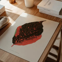 Acalypha Tricolor leaf illustration botanical print