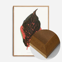 Acalypha Tricolor leaf illustration botanical print