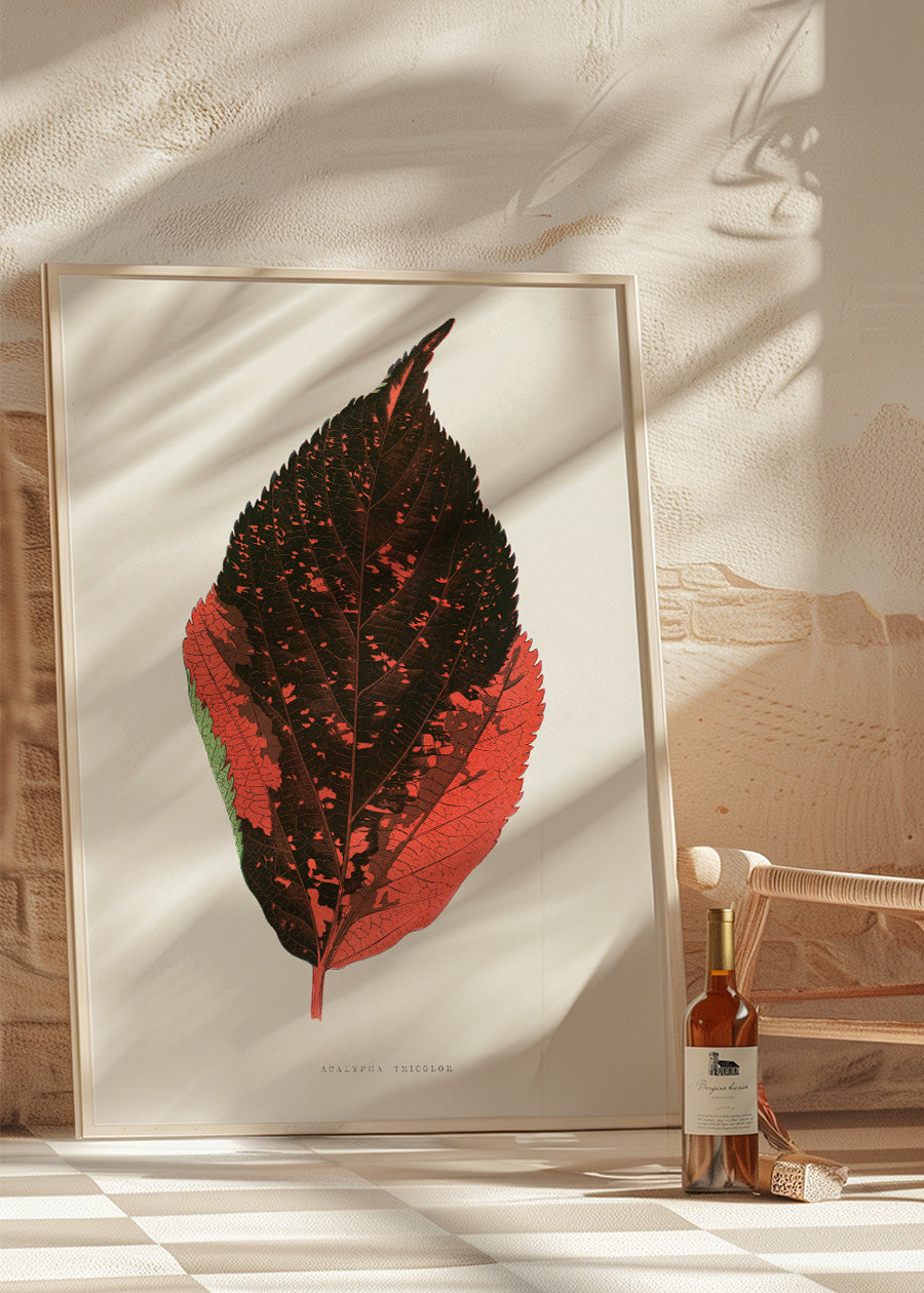 Acalypha Tricolor leaf illustration botanical print