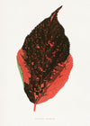 Acalypha Tricolor leaf illustration botanical print