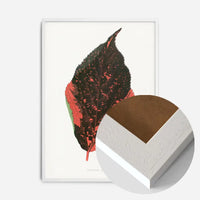 Acalypha Tricolor leaf illustration botanical print