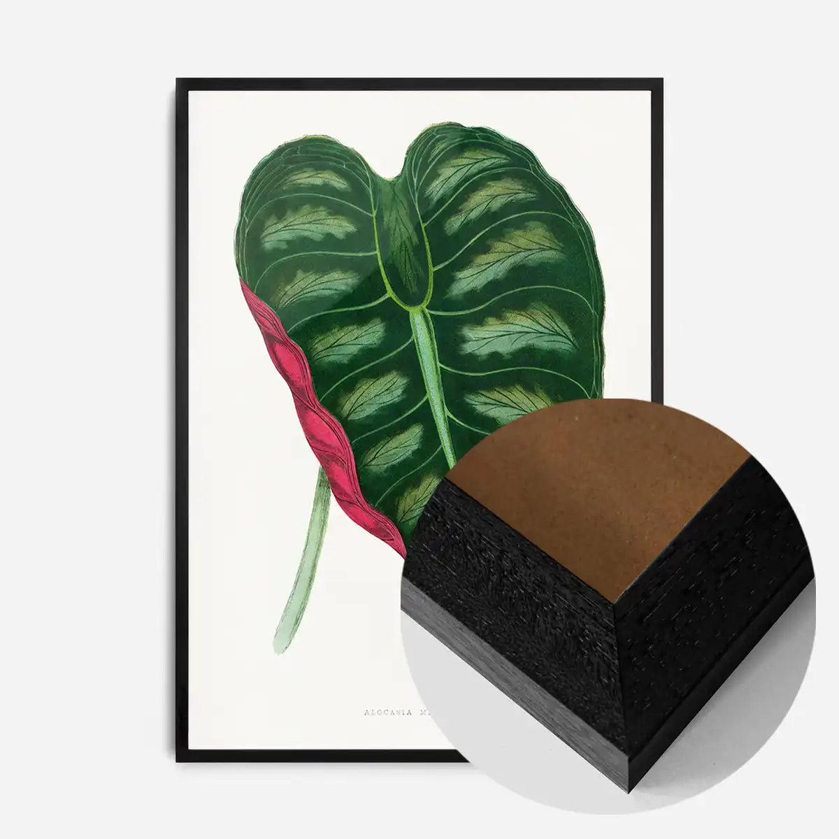 Alocasia Metallica leaf illustration botanical print