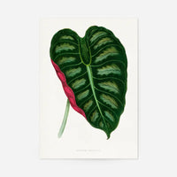 Alocasia Metallica leaf illustration botanical print