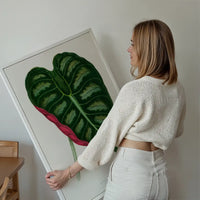 Alocasia Metallica leaf illustration botanical print