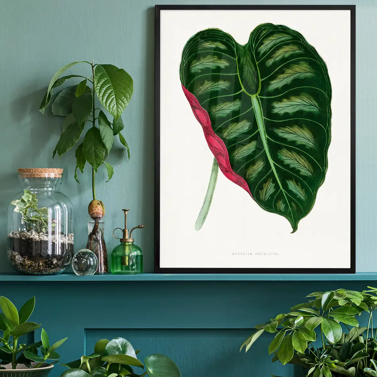 Alocasia Metallica leaf illustration botanical print