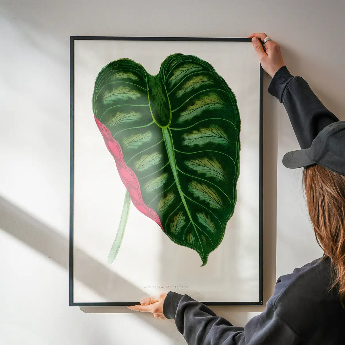 Alocasia Metallica leaf illustration botanical print