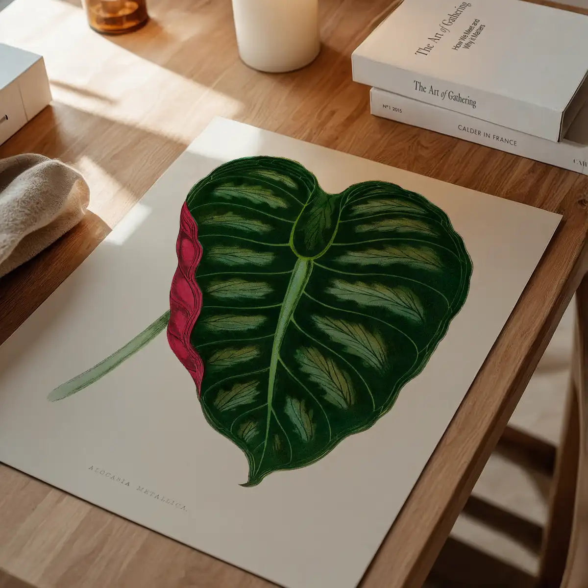 Alocasia Metallica leaf illustration botanical print