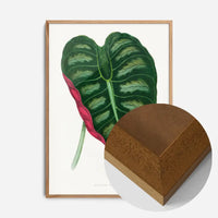 Alocasia Metallica leaf illustration botanical print