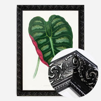 Alocasia Metallica leaf illustration botanical print