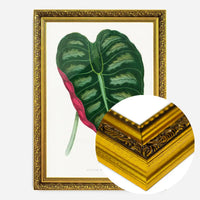 Alocasia Metallica leaf illustration botanical print