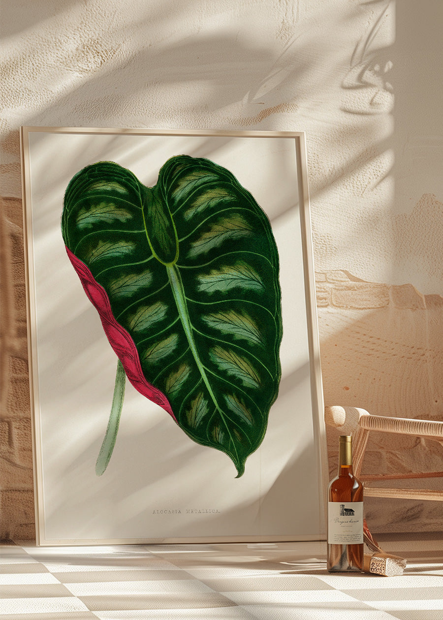 Alocasia Metallica leaf illustration botanical print