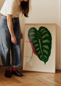 Alocasia Metallica leaf illustration botanical print