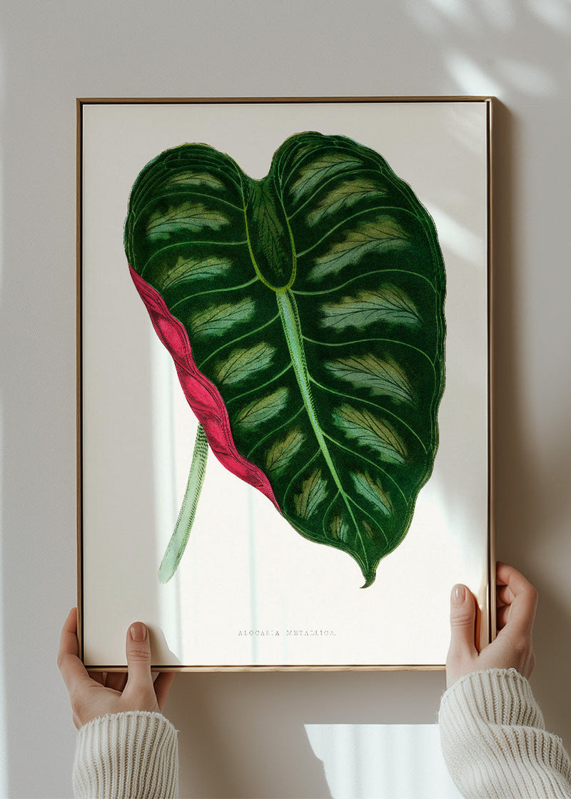 Alocasia Metallica leaf illustration botanical print