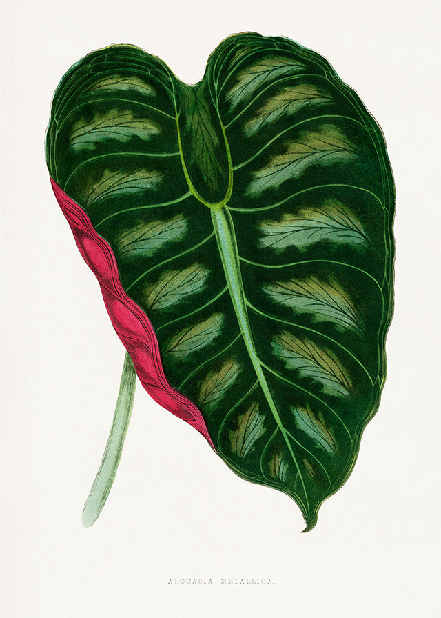 Alocasia Metallica leaf illustration botanical print