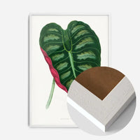 Alocasia Metallica leaf illustration botanical print