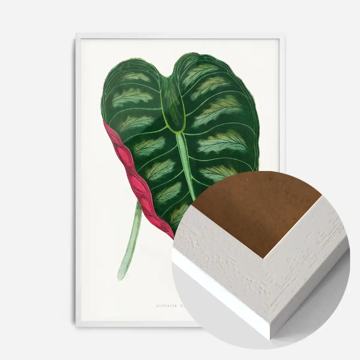 Alocasia Metallica leaf illustration botanical print