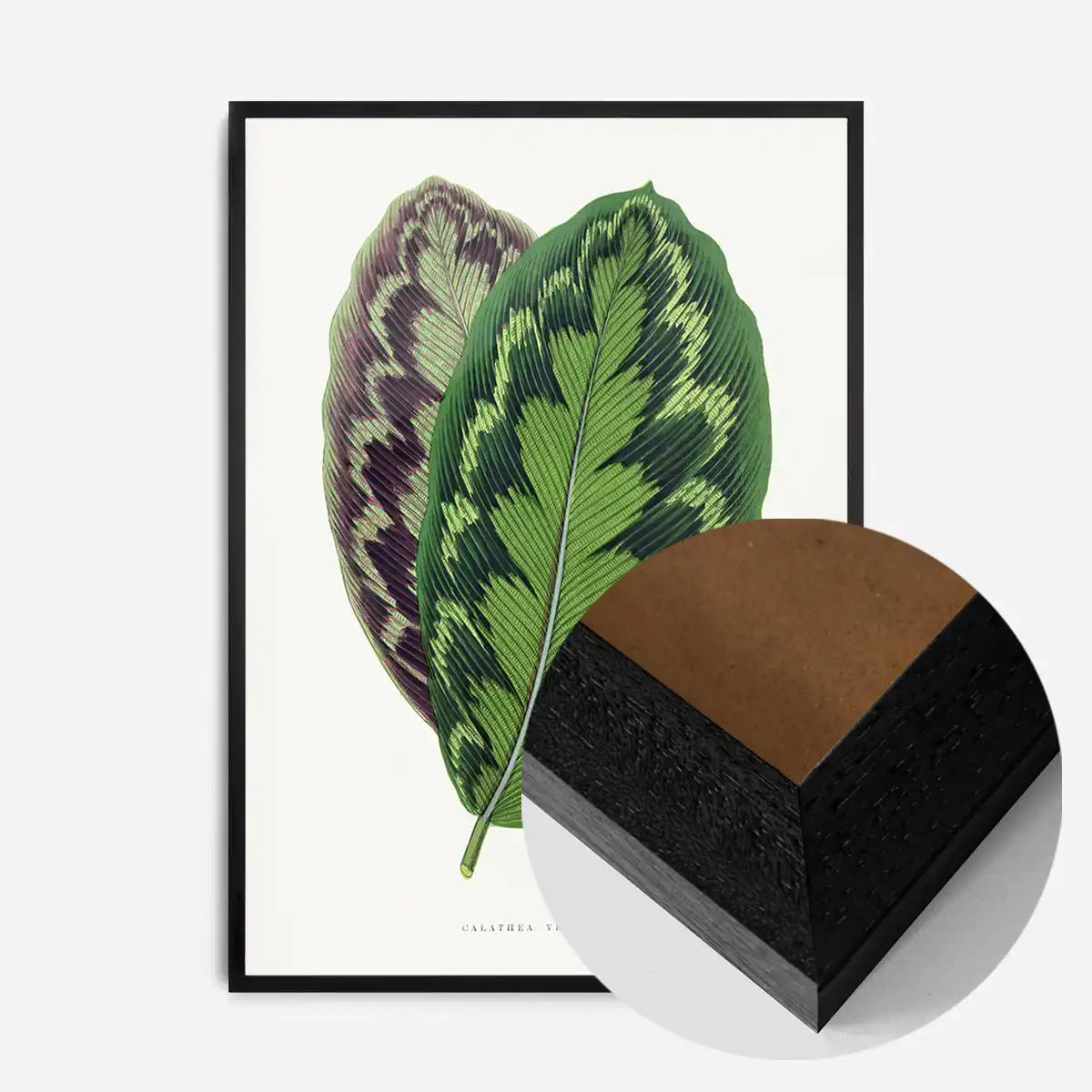 Calathea Veitchiana leaf botanical illustration print
