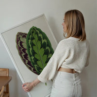 Calathea Veitchiana leaf botanical illustration print