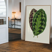 Calathea Veitchiana leaf botanical illustration print