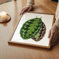 Calathea Veitchiana leaf botanical illustration print