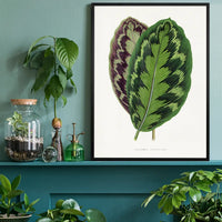 Calathea Veitchiana leaf botanical illustration print