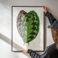 Calathea Veitchiana leaf botanical illustration print