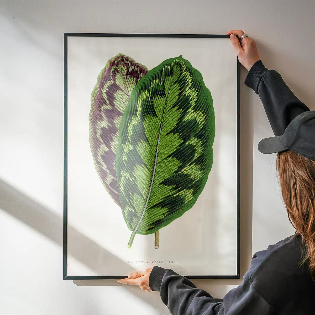 Calathea Veitchiana leaf botanical illustration print