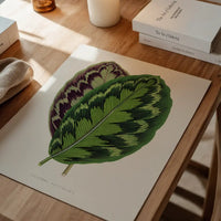 Calathea Veitchiana leaf botanical illustration print